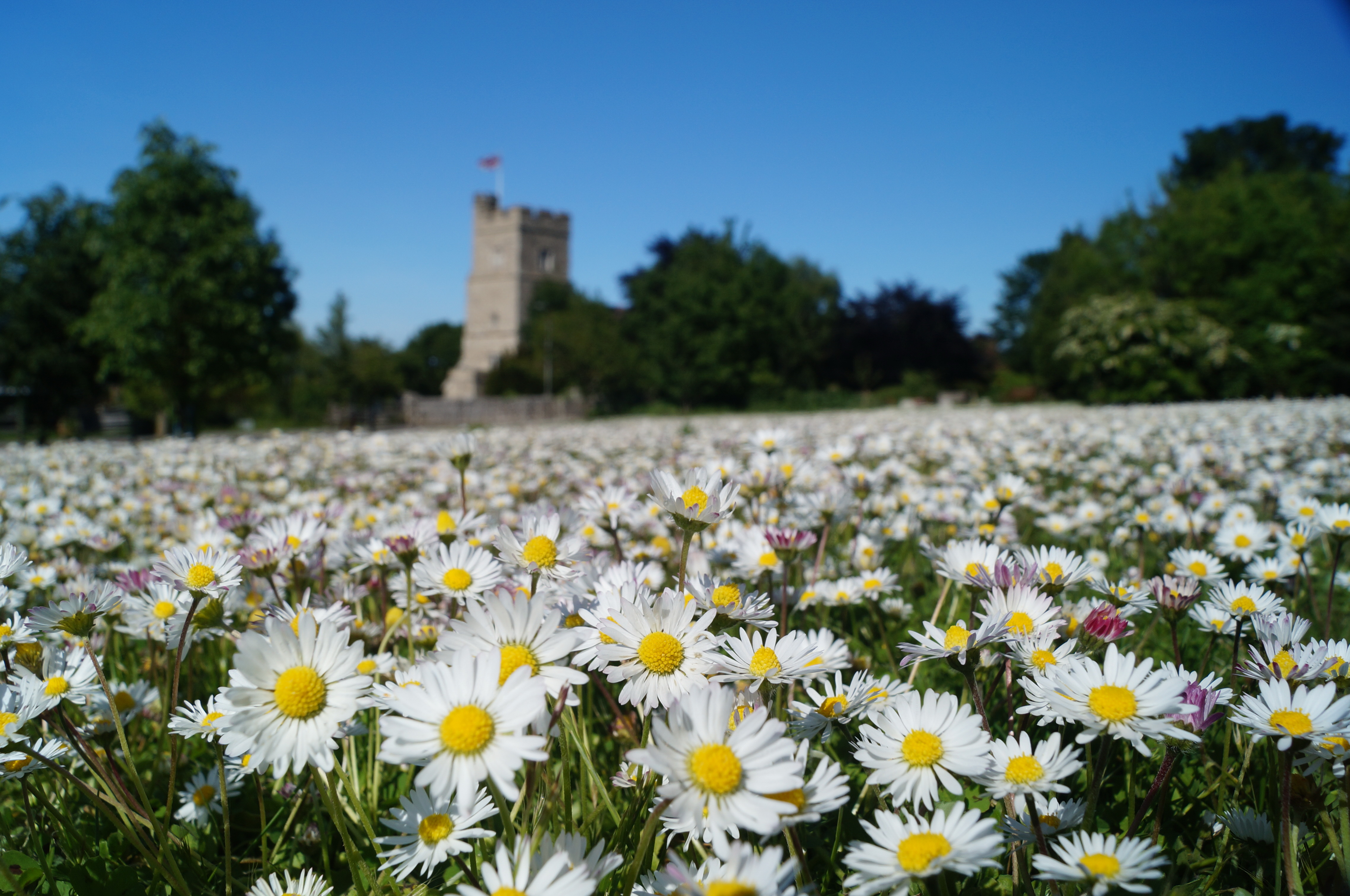 Field Of Daisies And Chalk Church John Allison August Pic (1)