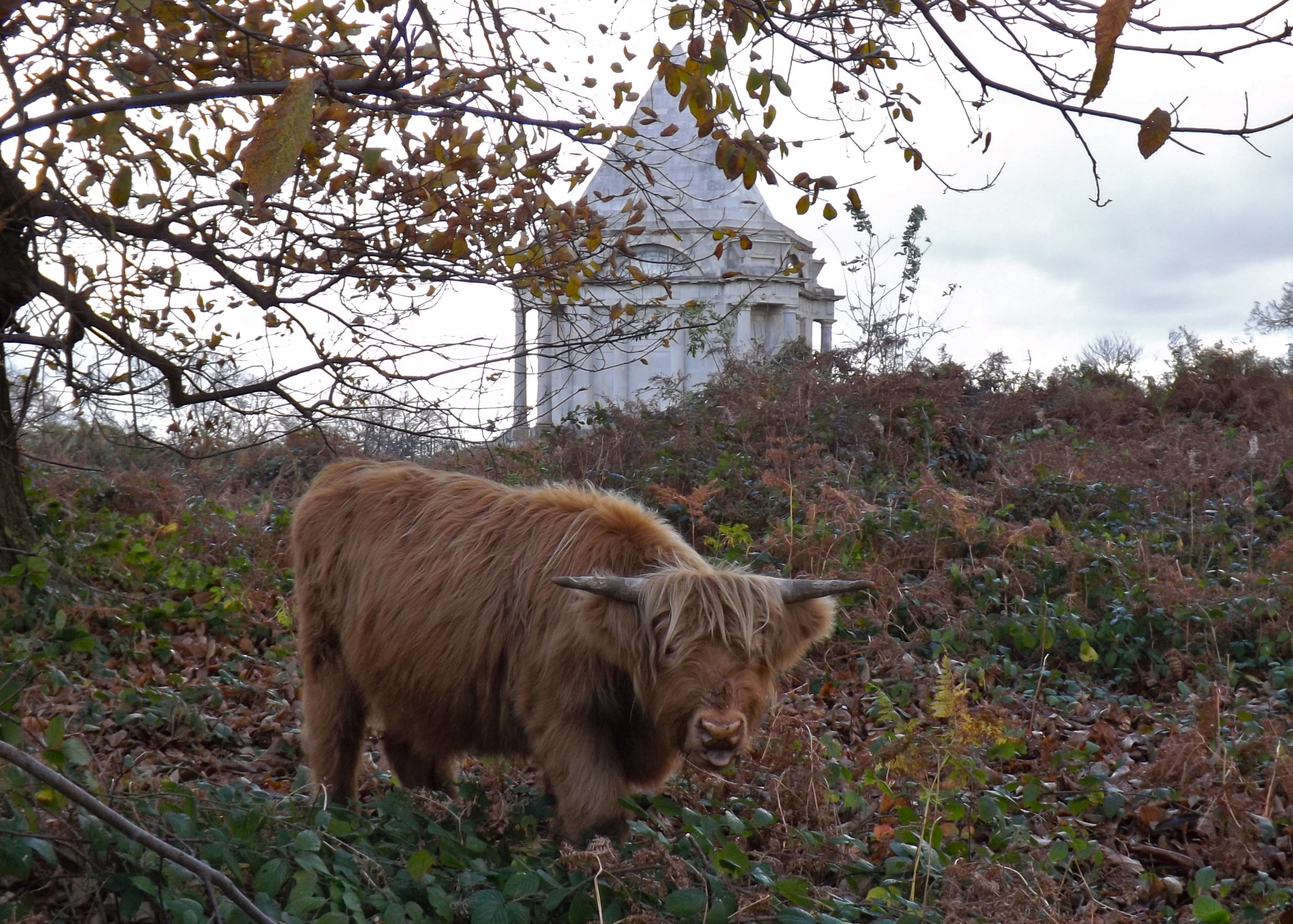 cobham-mausoleum-and-cattle-autumn-c-mary-allwood.jpg